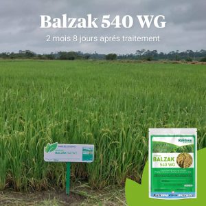 Herbicide granulé sélectif de pré et post-levée BALZAK 540 WG 65 gr – Riz irrigué, riz pluvial