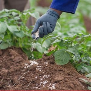 UREE 46%N 50 kg – Toutes les cultures