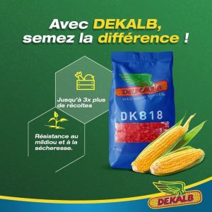 Semence hybride de maïs jaune DK818 Corné-denté 10 kg