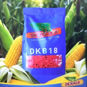 Semence hybride de maïs jaune DK818 Corné-denté 10 kg