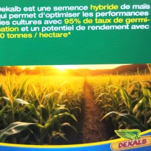 Semence hybride de maïs jaune DK818 Corné-denté 10 kg