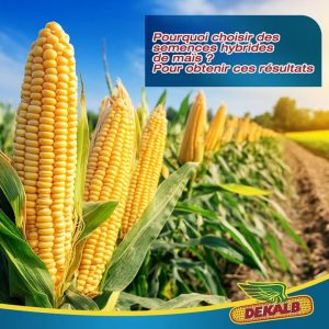 Semence hybride de maïs jaune DK818 Corné-denté 10 kg