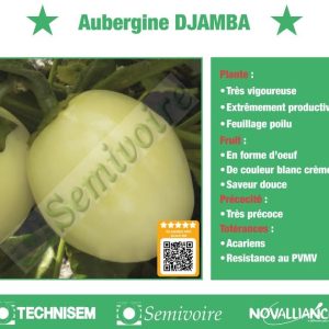 Semence hybride d’AUBERGINE AFRICAINE DJAMBA F1 50 gr