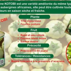 Semence d’AUBERGINE AFRICAINE KOTOBI 50 gr