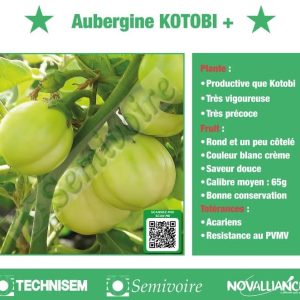 Semence d’AUBERGINE AFRICAINE KOTOBI+ 50 gr