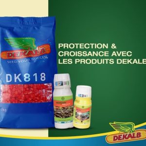 Semence hybride de maïs jaune DK818 Corné-denté 10 kg