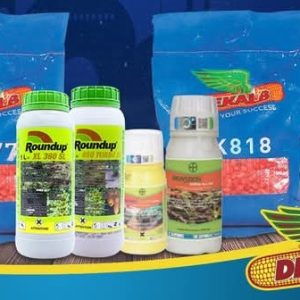 Semence hybride de maïs jaune DK818 Corné-denté 10 kg