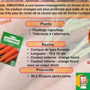 Semence de CAROTTE AMAZONIA 5 gr