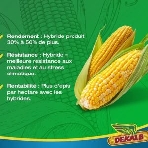 Semence hybride de maïs jaune DK818 Corné-denté 10 kg