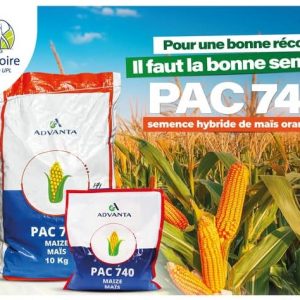 Semence hybride de maïs orange F1 PAC 740 10 kg