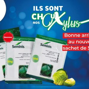 Semence hybride de CHOU CABUS OXYLUS F1 100 gr
