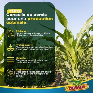 Semence hybride de maïs jaune DK818 Corné-denté 10 kg