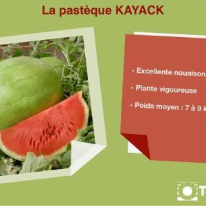 Semence de PASTEQUE KAYACK 50 gr